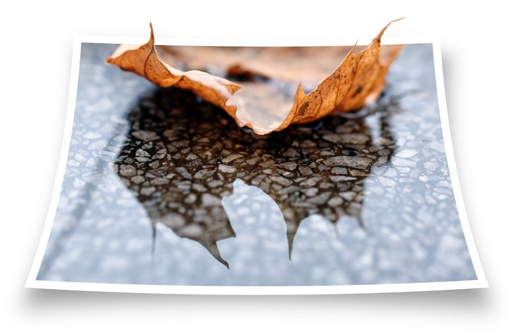An autumn leaf on a photograph of a gravel path.